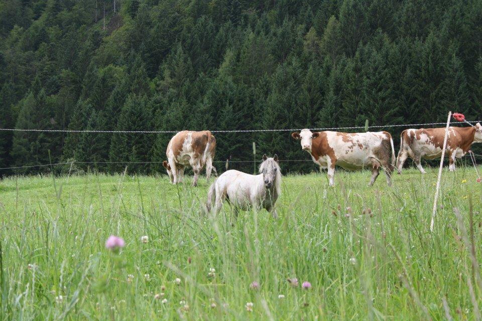 Hefenscherbauer Annaberg im Lammertal Bagian luar foto