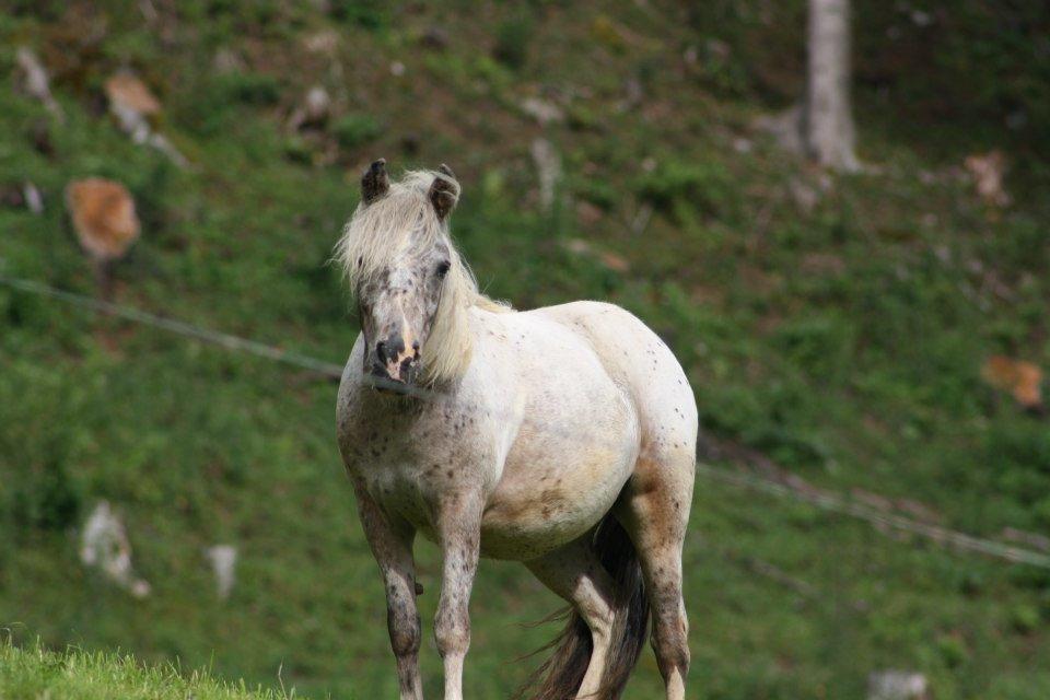 Hefenscherbauer Annaberg im Lammertal Bagian luar foto